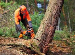 How Our Tree Care Process Works  in  Midland, NC