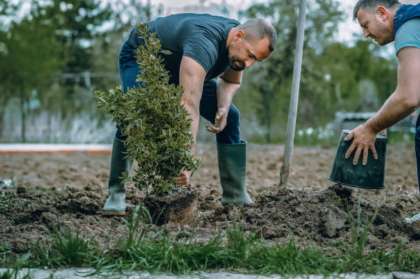 Midland, NC Tree Removal Company